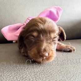 Petunia -purple- - Chocolate and cream female Dachshund puppy in Alva, Florida from Salty C's Dachshunds