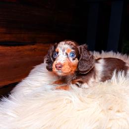 Elodie - Dapple female Dachshund puppy in Washburn, Tennessee from Clinch Mountain Dachshunds