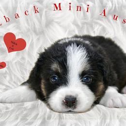 Sexy - Black tri-color male Australian Shepherd puppy in Ranger, Texas from Outback Mini Aussies