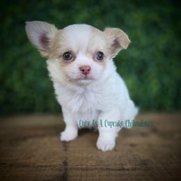 Tator - Sable spotted white male Chihuahua puppy in Piqua, Kansas from Cute As A Cupcake Chihuahuas