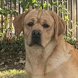 Hyfive - Labrador Retriever