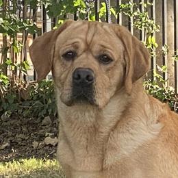 Hyfive - Labrador Retriever