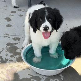 George - Black and white male Assorted Doodle Crosses puppy in Coweta, Oklahoma from Storybook Doodles