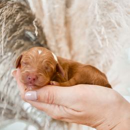 Goldendoodle Puppies from Ruby's Kit & Ka'Doodles