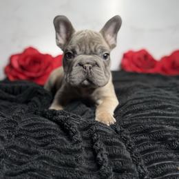 Boy 3 - Blue fawn male French Bulldog puppy in Alexandria, Virginia from Boss Lady Kennel