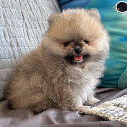 Honey - Pomeranian