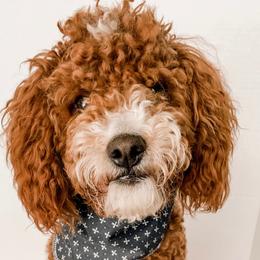 Rhodes - Poodle