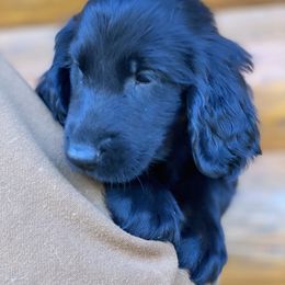 Stoick (green) - Black male Flat-Coated Retriever puppy in Park Rapids, Minnesota from Catori