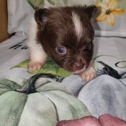 Wraith - Chocolate male Pomeranian puppy in Weatherford, Texas from Jeweled Poms