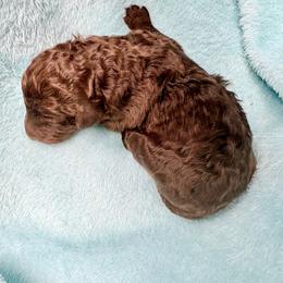 Scooby - Cafe au lait male Poodle puppy in Meadowbrook, California from Standard Poodle Pups