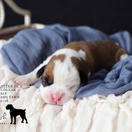 Boxer Puppies from Hawk Creek Boxers
