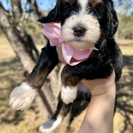 Bernedoodle Puppies from Sweet Pea Bernedoodles