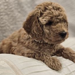 Goldendoodle Puppies from Pemberley Puppies