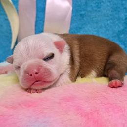 Eyeliner Red Lady - Red female Boston Terrier puppy in George West, Texas from JT Bostons