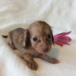 Simone (red shaded brindle) - Dapple female Dachshund puppy in Sebring, Florida from Mini Weenies