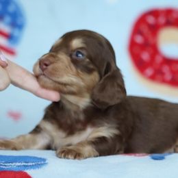 Noodle - Chocolate and tan male Dachshund puppy in Cottage Grove, Oregon from Hidden Hills Dalmatians