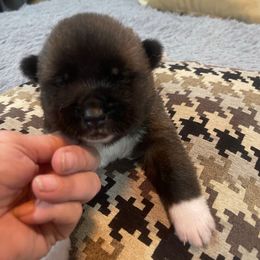Boy 1 - Brown brindle male Akita puppy in Las Vegas, Nevada from Ishikawa Akita's