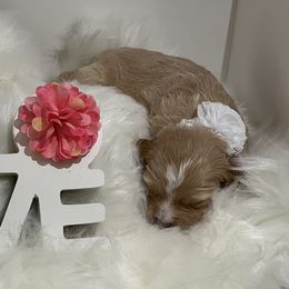 Bernedoodle, Double Doodle, and Goldendoodle Puppies from Precious Paws