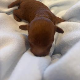 Boy1 - Red  male Poodle puppy in Covina, California from Shih_doodle_Co