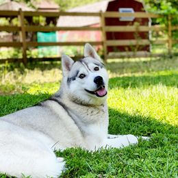 Zola - Siberian Husky