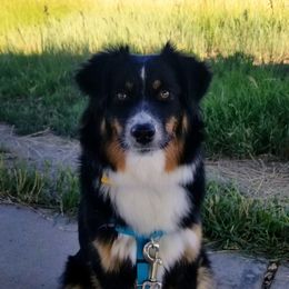 Miniature American Shepherd Puppies from Paragon Ranch