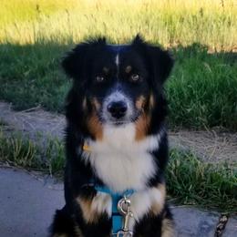 Miniature American Shepherd Puppies from Paragon Ranch