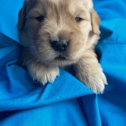 Golden Retriever Puppies from Chevaline Goldens