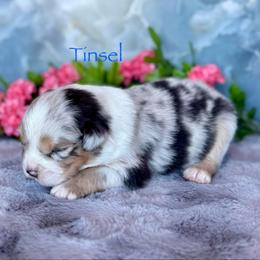 Tinsel - Blue merle male Miniature Australian Shepherd puppy in Chino Valley, Arizona from BlueZion Aussies