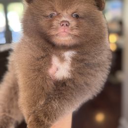 George Weasley - Lavender male Pomeranian puppy in Kilgore, Texas from 5 Star Poms