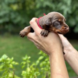 Brown girl - red color - Red and rust female Doberman Pinscher puppy in Old Bridge, New Jersey from Wizard Ost Revolution kennel