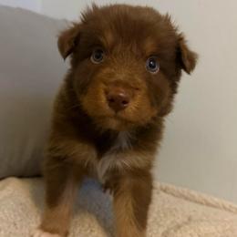 Lolly - Red tri-color female Australian Shepherd puppy in East Hartford, Connecticut from CT Aussies
