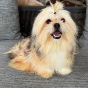 Boy 1 - male Mi-Ki puppy in Fort Myers Beach, Florida from Sunshine Mi-Ki's