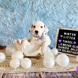 Tinsel - White and black female Dalmatian puppy in Joshua, Texas from Rainier DALS LUA Dalmatians