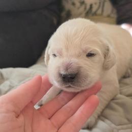 Chole - Light golden female Golden Retriever puppy in Dunlap, Tennessee from Mountain Laurel Goldens