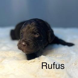 Rufus - Chocolate male Goldendoodle puppy in New Ringgold, Pennsylvania from Hawk Mountain Doodles