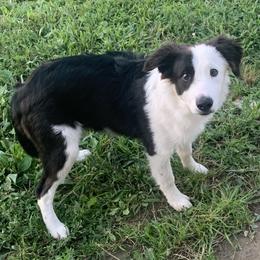 Border Collies and Bordoodles from Sunrise Kennels