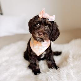 Martha's Vineyard - Chocolate female Australian Labradoodle puppy in Syracuse, Indiana from The Doodle Cove