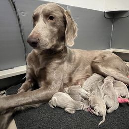 Long Haired Weimaraner Puppies from Northern Bluegrass Weimaraners