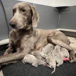 Long Haired Weimaraner Puppies from Northern Bluegrass Weimaraners
