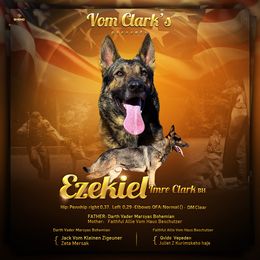 Ezekiel  - German Shepherd