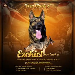Ezekiel  - German Shepherd