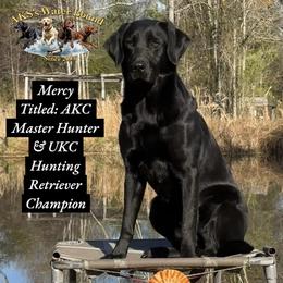 Mercy - Labrador Retriever