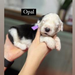 Opal - Gray and white female Old English Sheepdog puppy in Bristol, Indiana from Ridgeruns OES