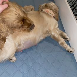 Cocker Spaniel Puppies from Brooks House Cocker Spaniels