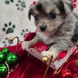 Cricket - Merle female Chihuahua puppy in Bowdon, Georgia from Paschal's Pups
