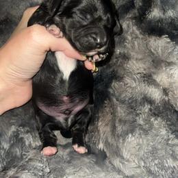 Oreo - Piebald male Dachshund puppy in Madisonville, Tennessee from L&A Dachshunds