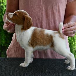 Cooper - Orange and white male Brittany puppy in Hollidaysburg, Pennsylvania from Royal Flush Farms