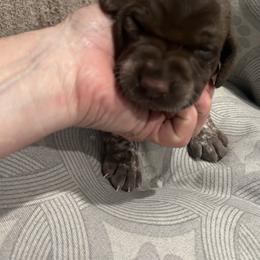 Girl 5 - Liver and white female German Shorthaired Pointer puppy in Bryan, Texas from Ehrenvogel and Bessdach Kennels