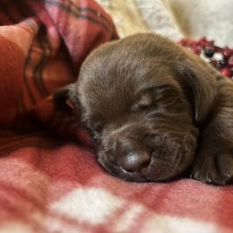 Labrador Retriever Puppies from Knotty Creek Labradors