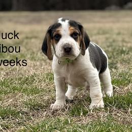 Huck AKC - Black tan and white male Beagle puppy in Rogersville, Missouri from Hales Little Beagle Haven